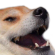 :doggokek